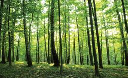 Dream And Run Forest
