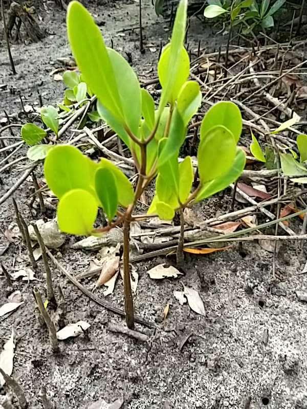 tree image