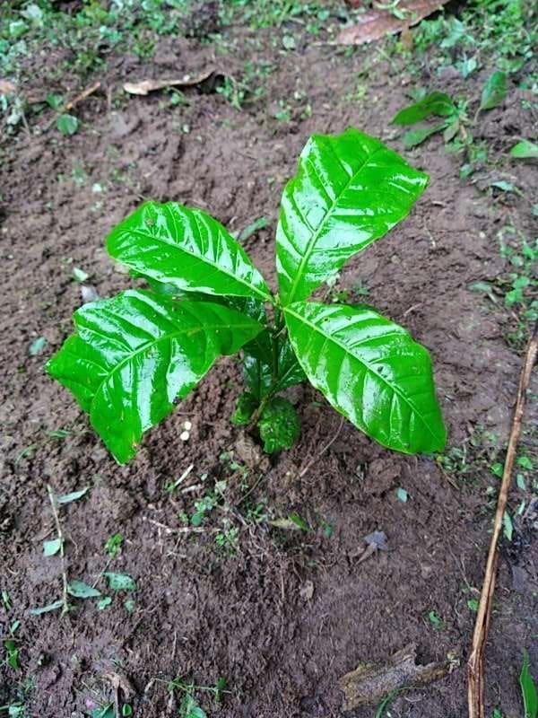 tree image
