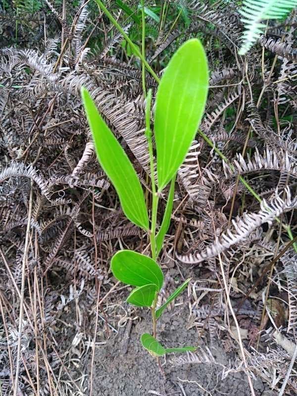 tree image