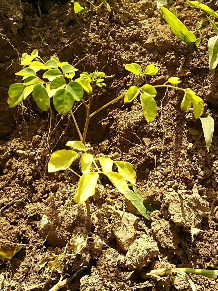 tree image