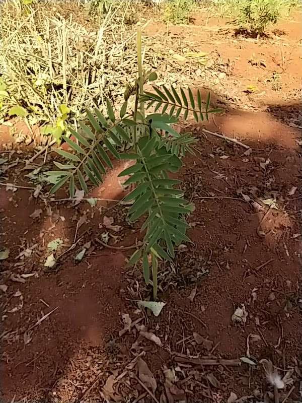 tree image