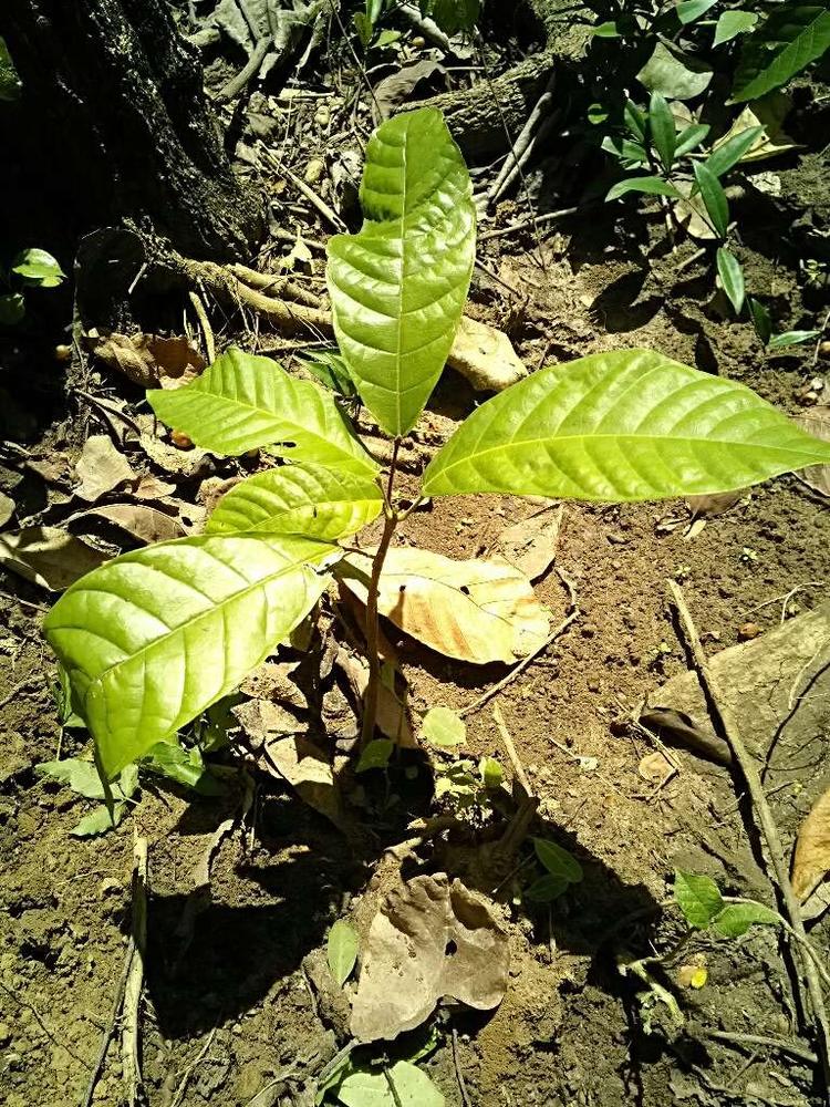 tree image