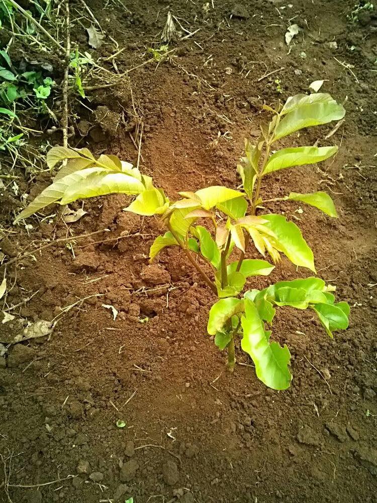 tree image
