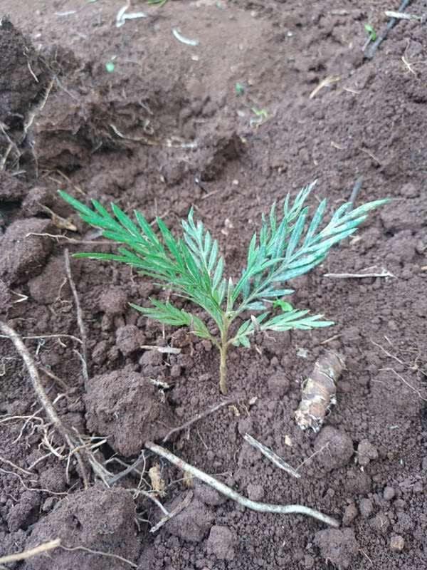 tree image