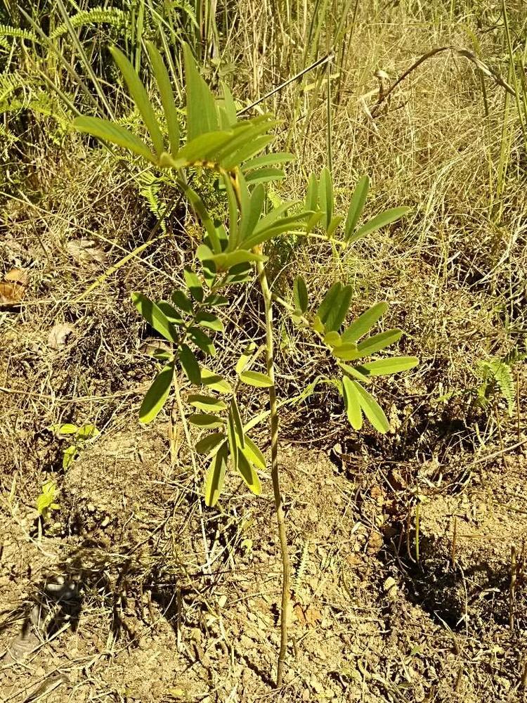 tree image