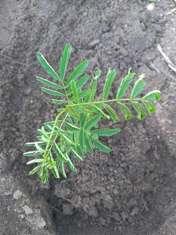 tree image