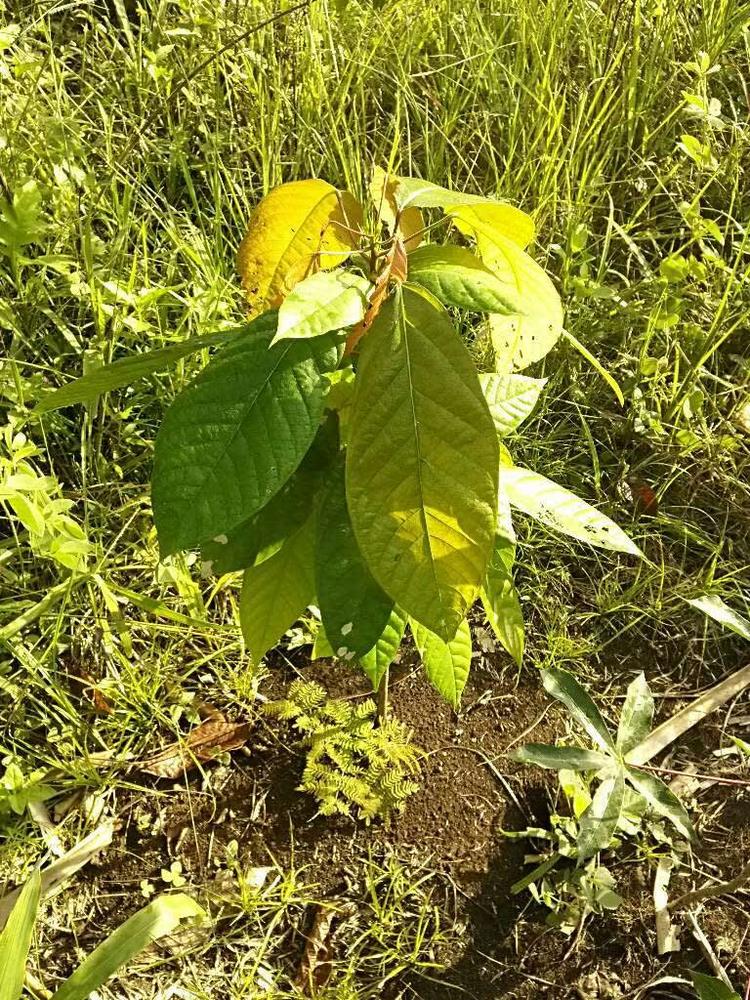 tree image