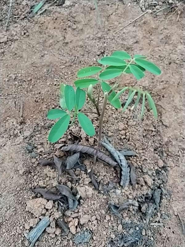 tree image