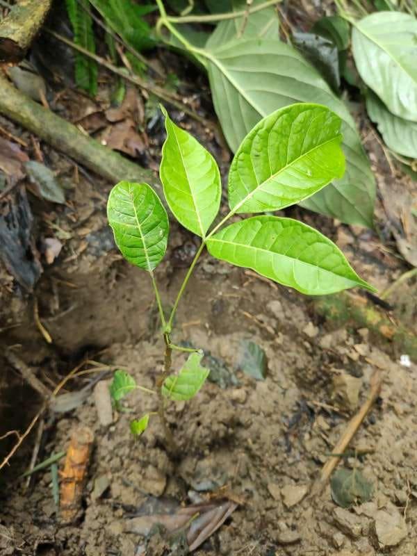 tree image