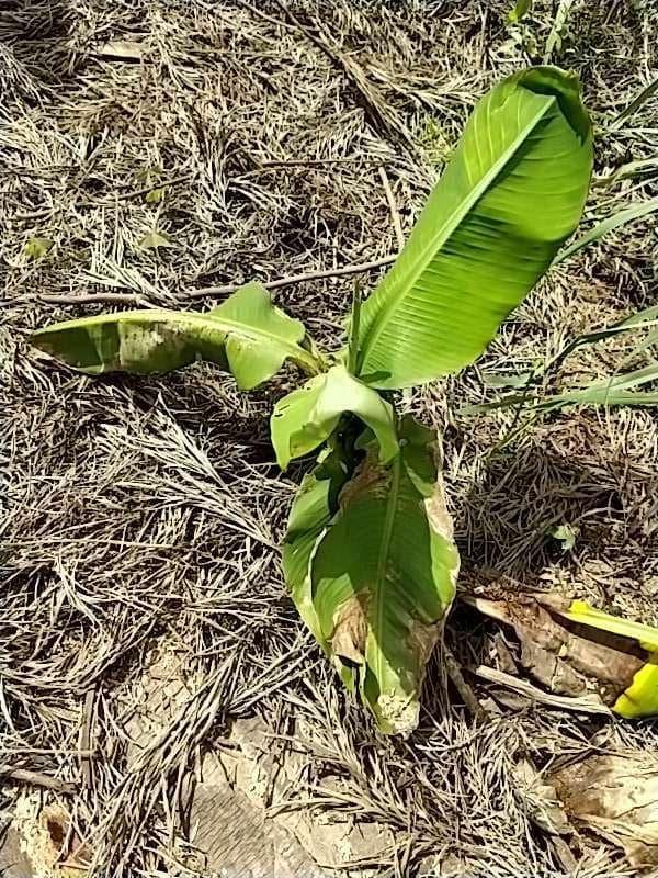 tree image