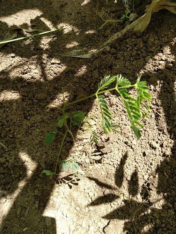 tree image