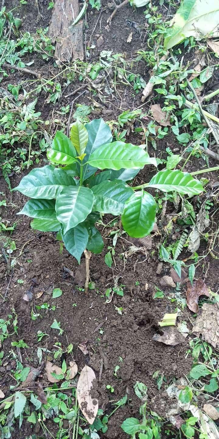 tree image