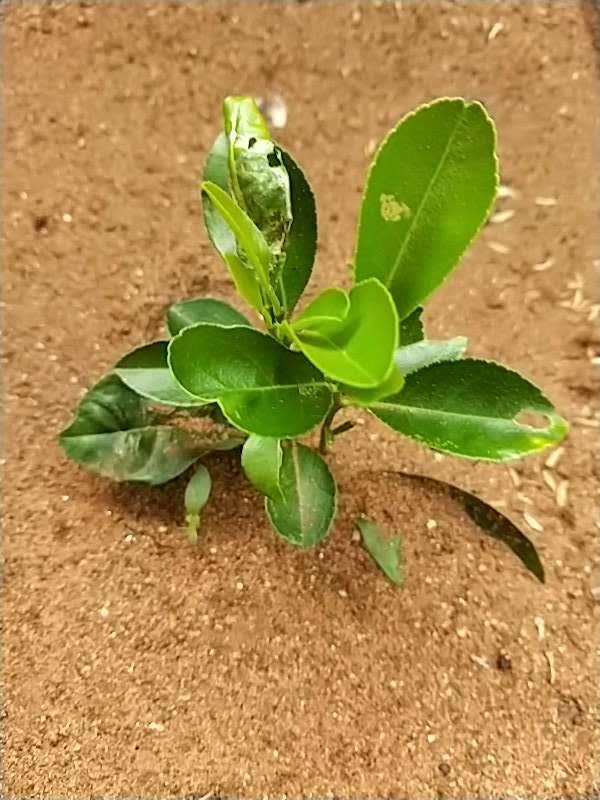 tree image
