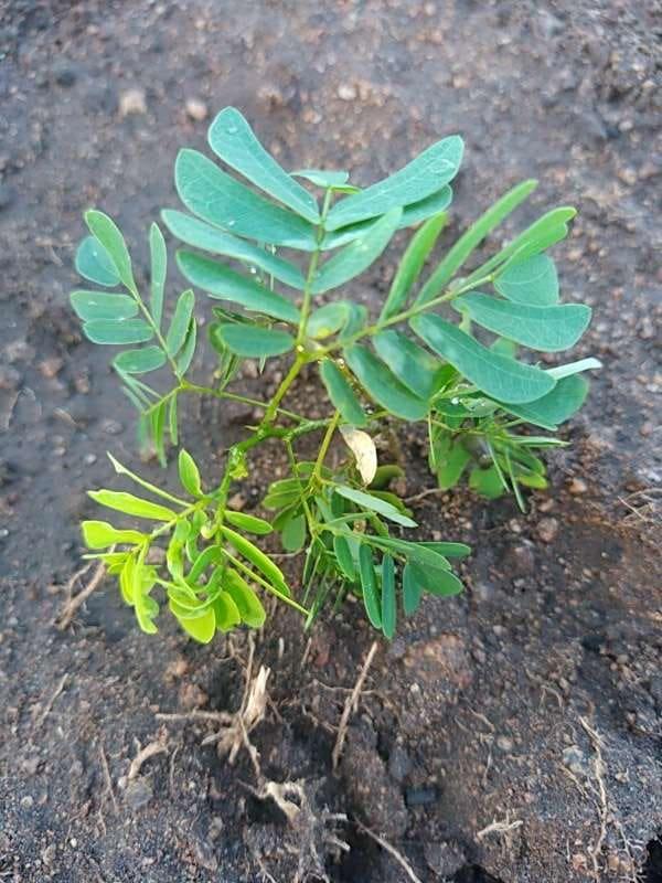 tree image
