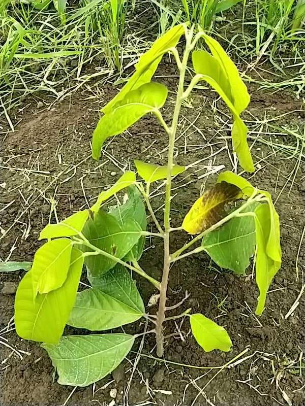 tree image