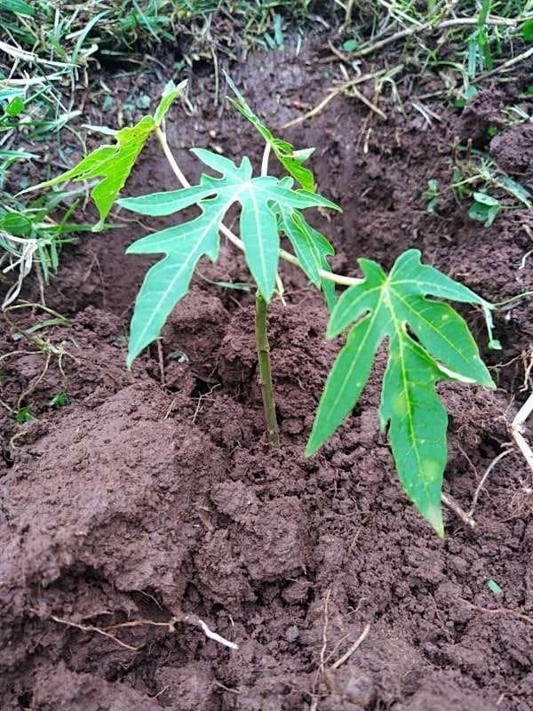 tree image