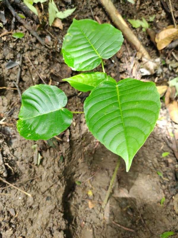tree image