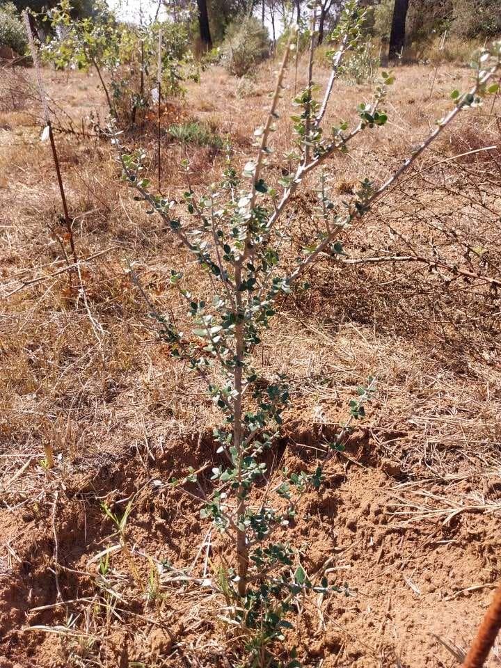tree image