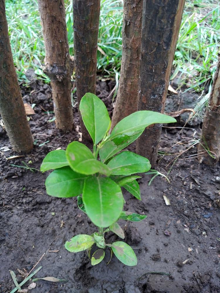 tree image