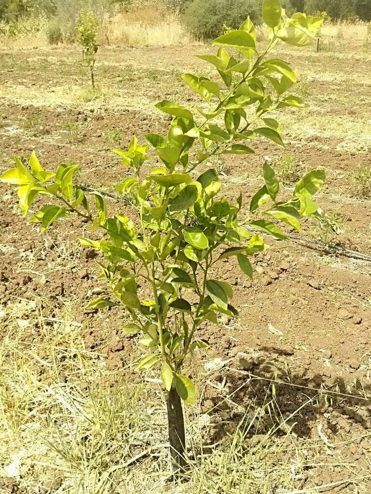 tree image