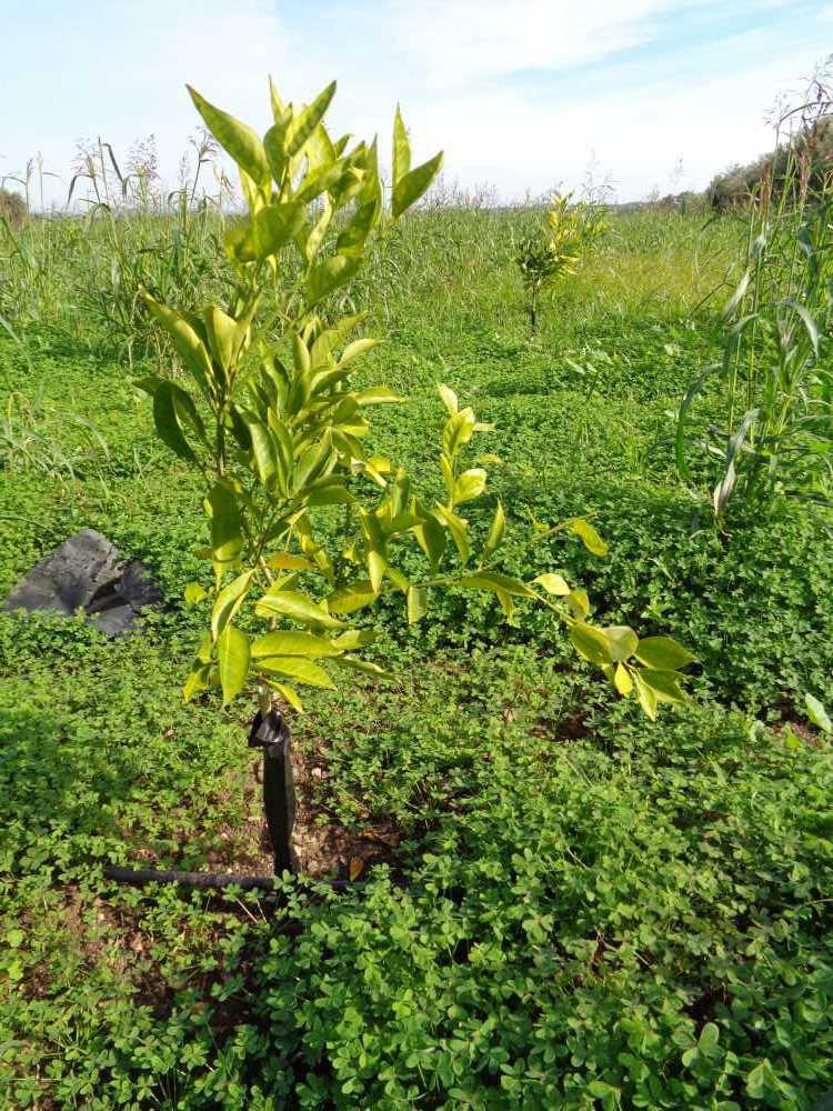 tree image