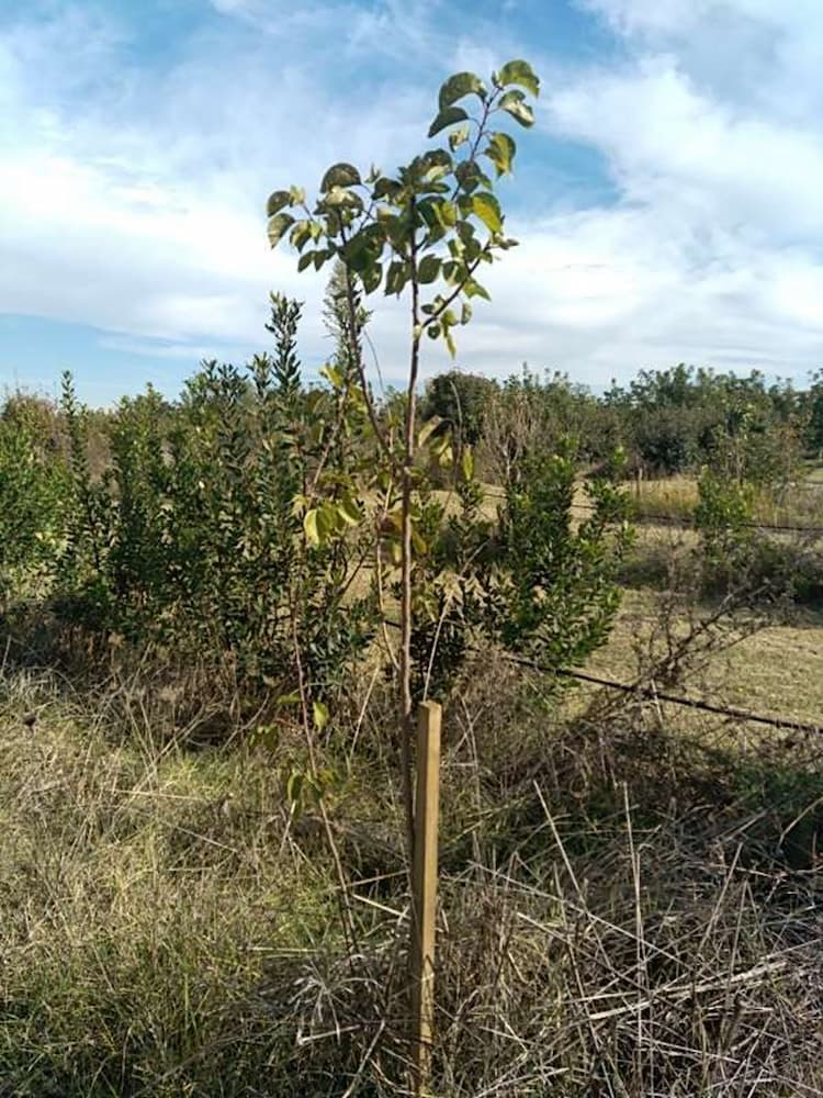 tree image