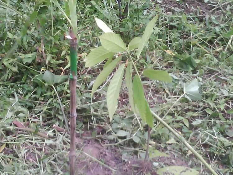 tree image