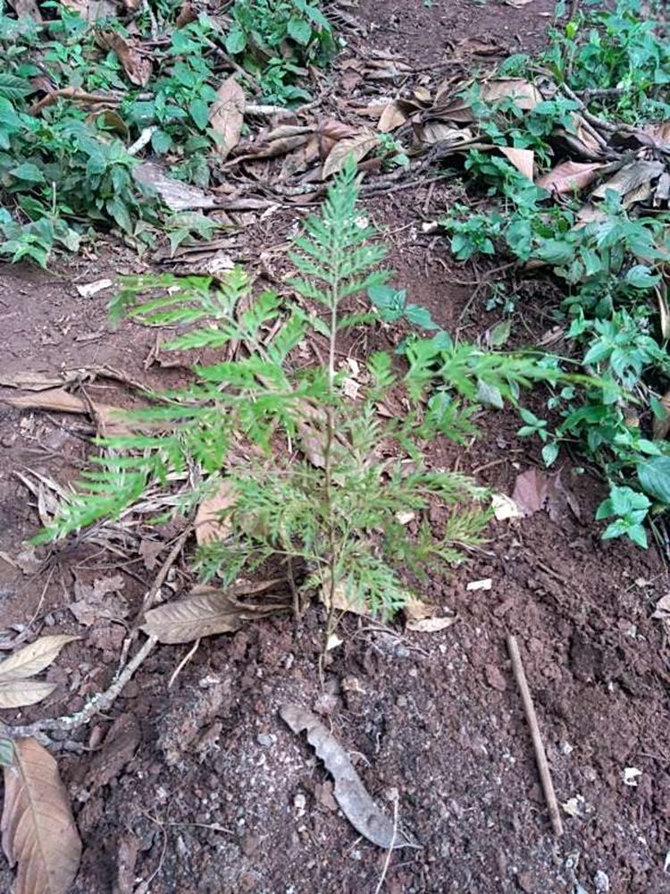 tree image
