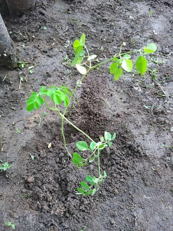 tree image