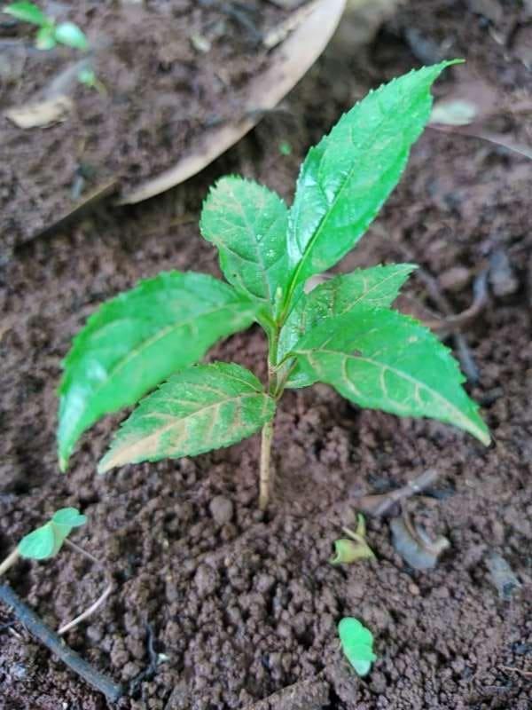 tree image