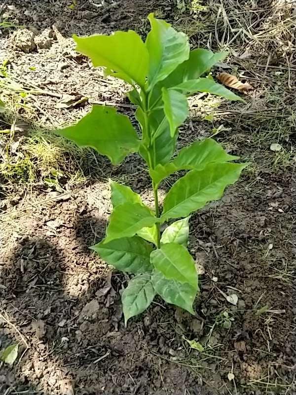 tree image