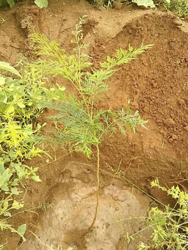 tree image
