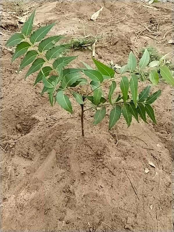 tree image