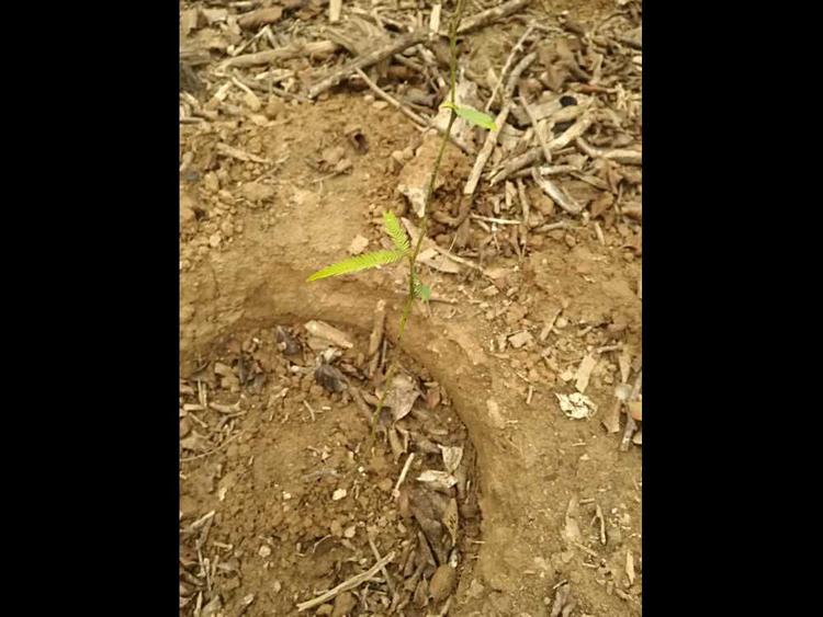 tree image
