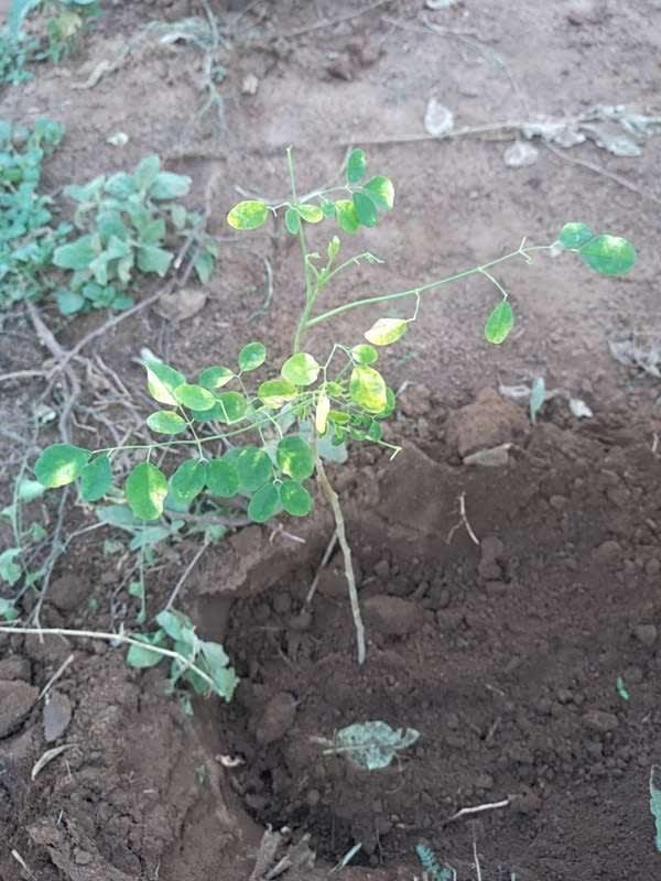 tree image