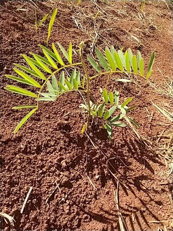 tree image