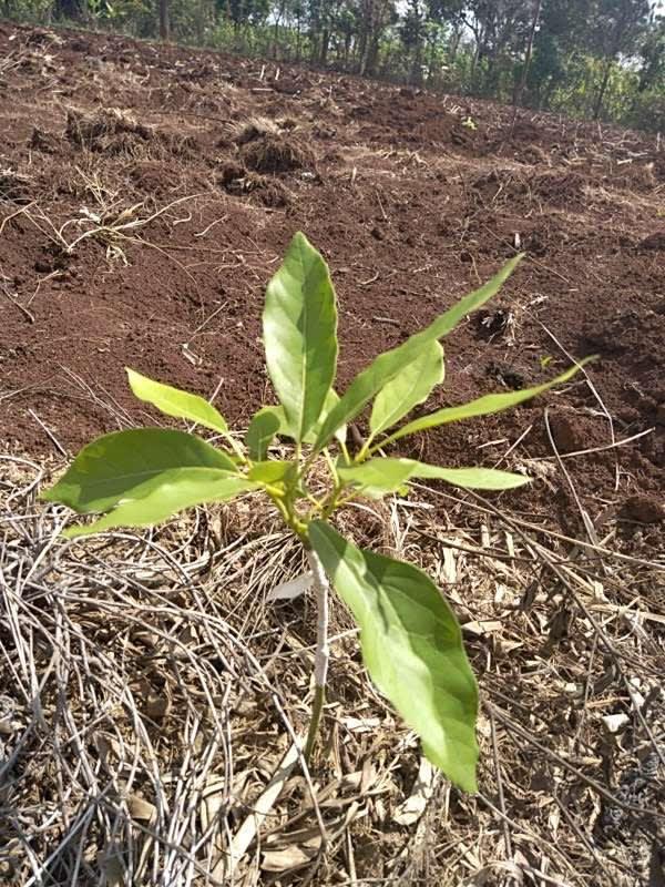 tree image