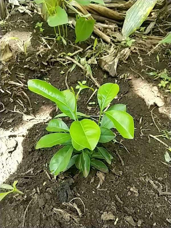 tree image
