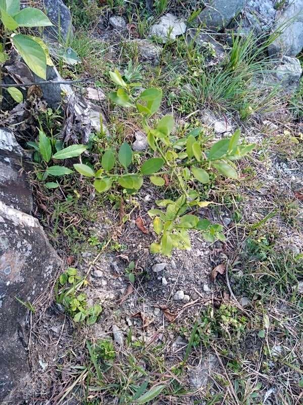tree image