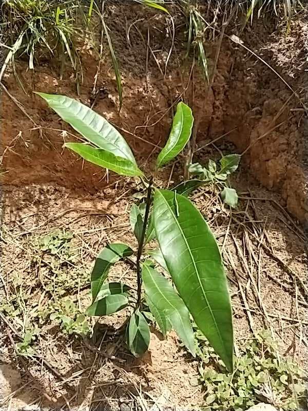tree image