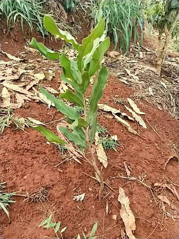 tree image