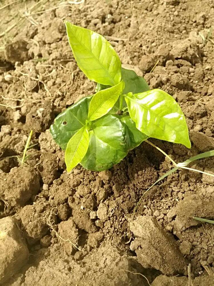 tree image