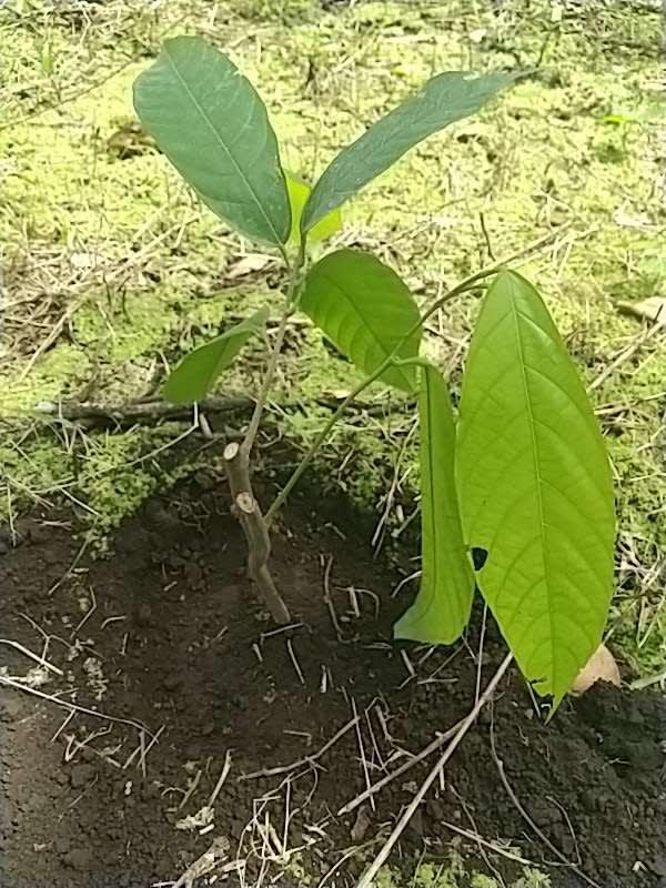 tree image