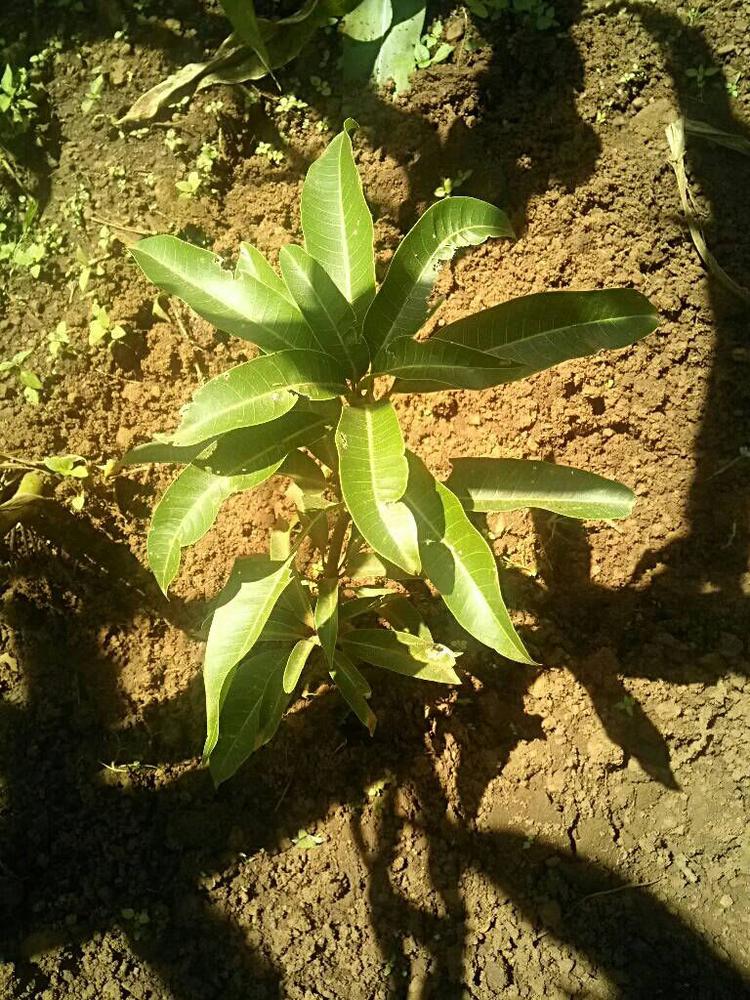 tree image