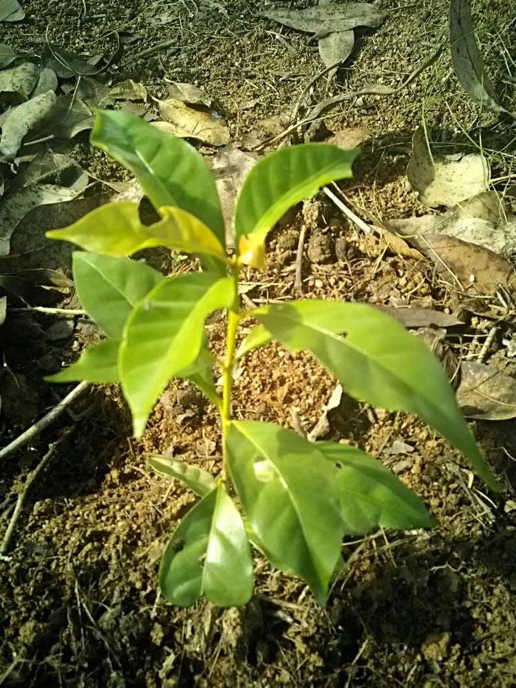 tree image