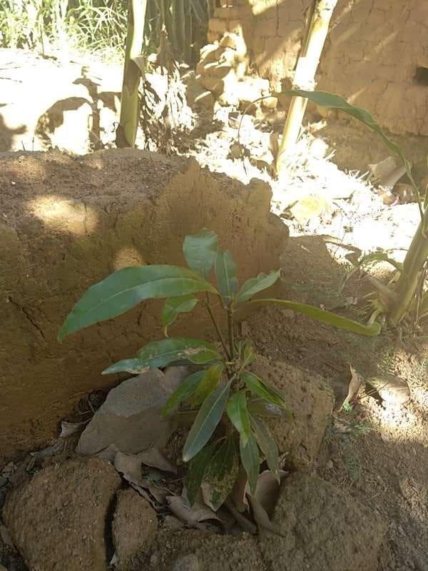 tree image