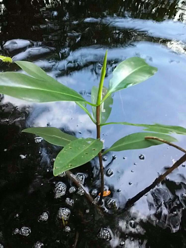 tree image