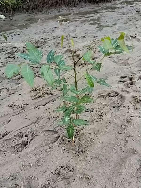 tree image