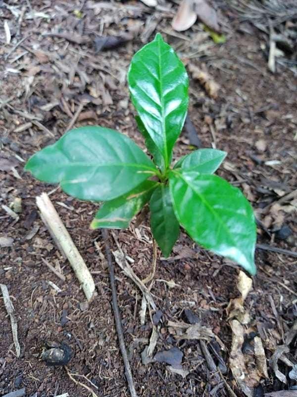 tree image